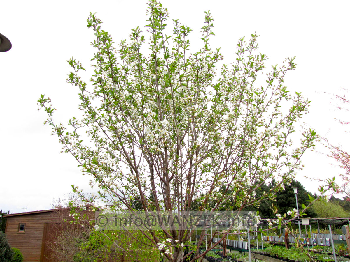 Prunus fruticosa Globosa 1m bluehend.jpg